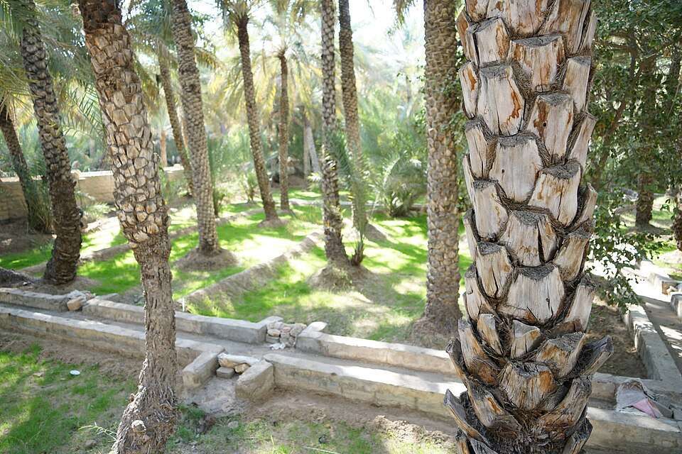 A falaj channel among the date palms of Al Ain Oasis
